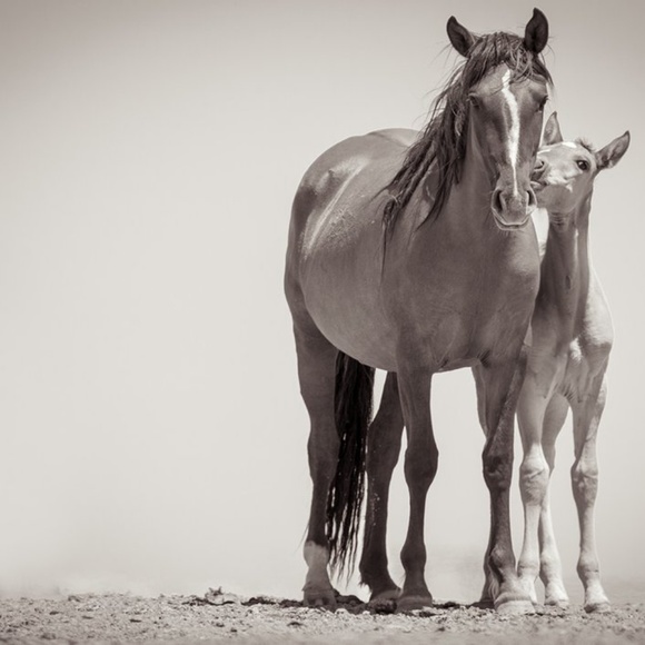 Meet your Posher, Wild - Picture 1 of 1